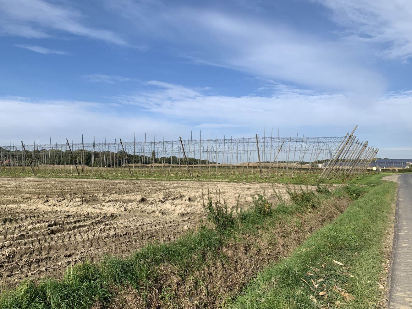 Hop fields outside Poperinge