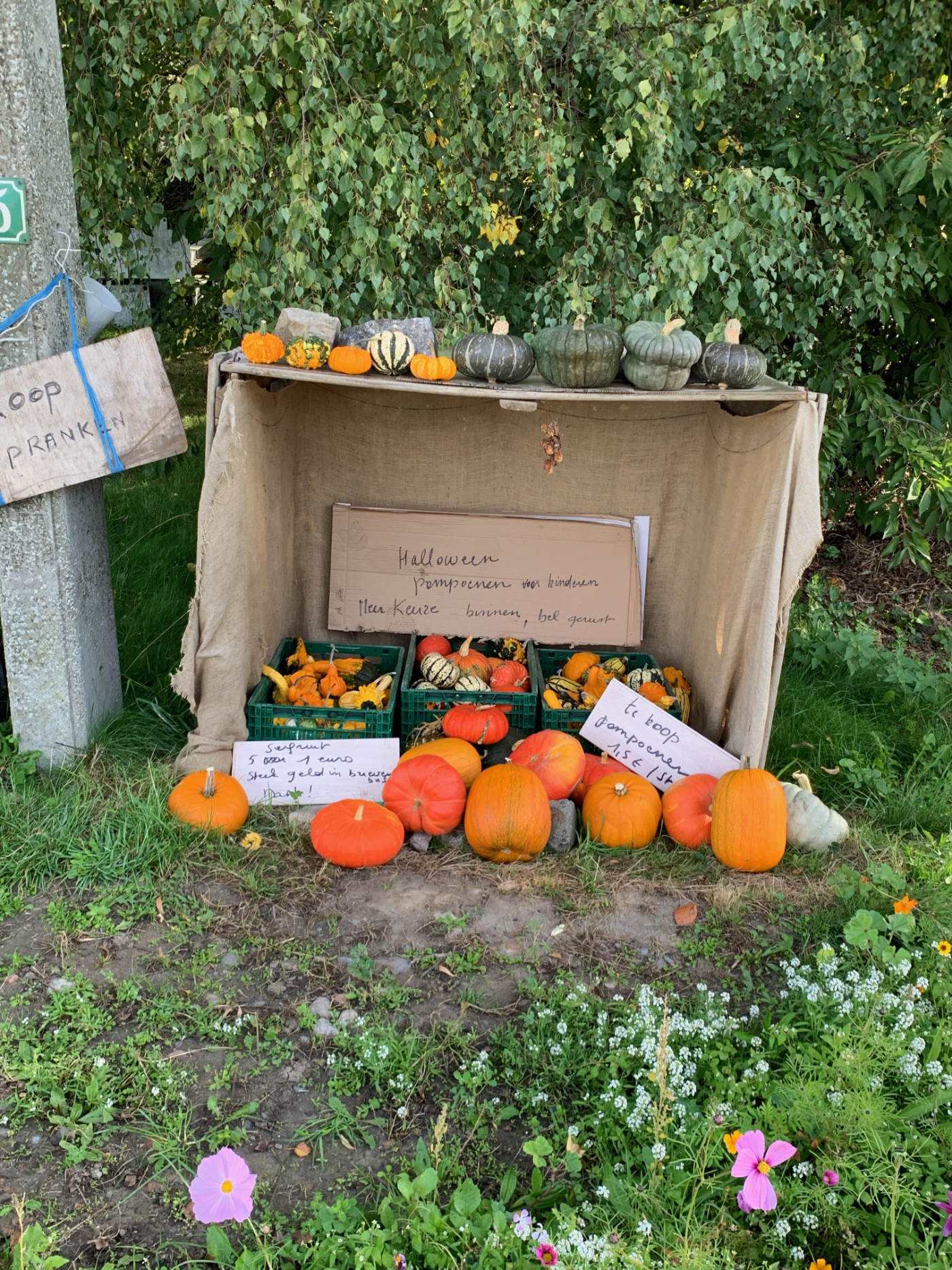 Pumpkins for (s)ale